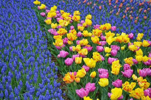 Jual Poster Gardens Tulips Hyacinths Many WPS